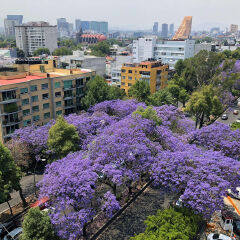 Jacarandas blooming lanscape