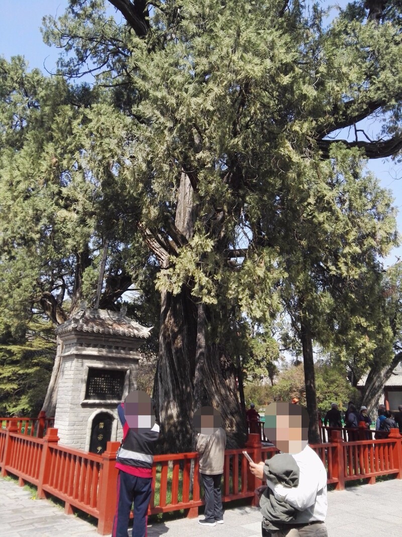 上海三大叔 回望大唐盛世 详细记录西安黄帝陵五日双飞游_西安碑林博