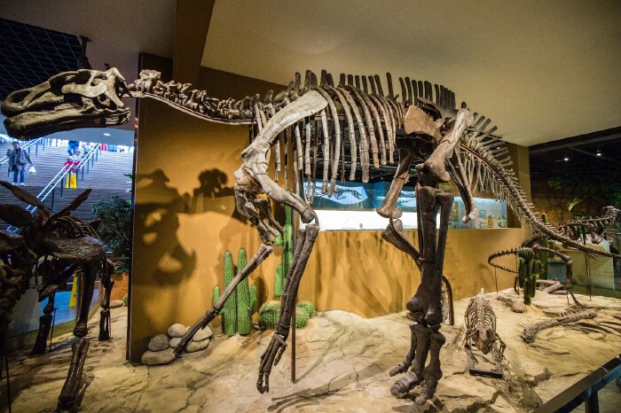 走入位于地下的恐龙传奇馆,隐藏在密林中的全息暴龙震撼来袭,时光一下