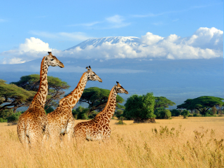 肯尼亚山国家公园