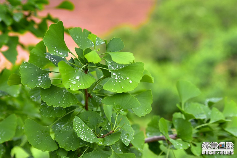 天空下著小雨,雨滴落在葉子上,像一顆顆透明的小珍珠在葉子上晃來晃去