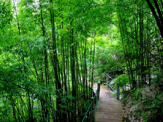 千岛湖森林氧吧