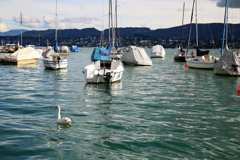  白天鹅在游艇间游弋.