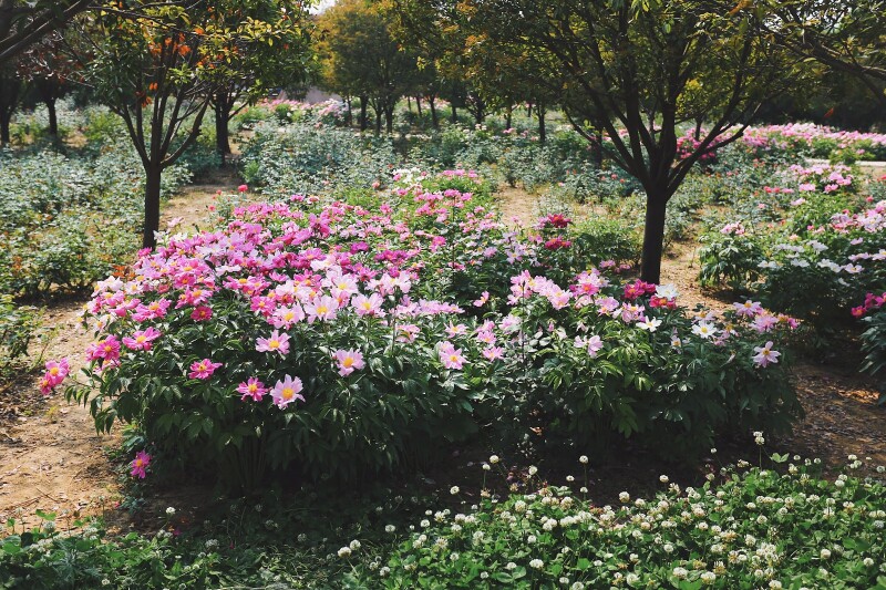 许昌曹魏古城,一步一景带你回味三国_鄢陵国家花木博览园游记_途牛