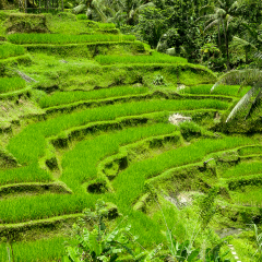 Tegalalang Rice Terrace in Ubud, Bali, Indonesia