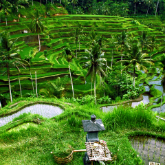 Beautiful Rice Terraces at Ceking, Tegalalang, Ubud, Bali