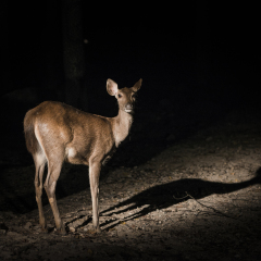 Deer in zoo night safari.