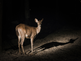 新加坡夜间动物园
