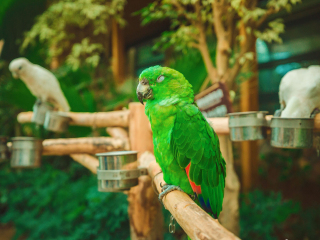 南宫五洲植物园