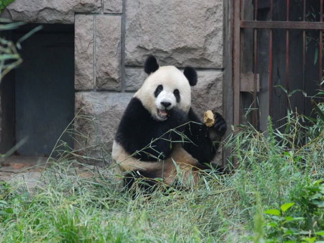 八达岭长城 北京动物园 大熊猫馆1日游-途牛