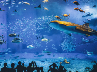 冲绳美丽海水族馆