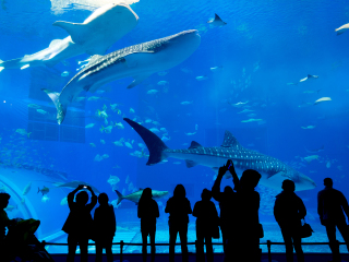 冲绳美丽海水族馆
