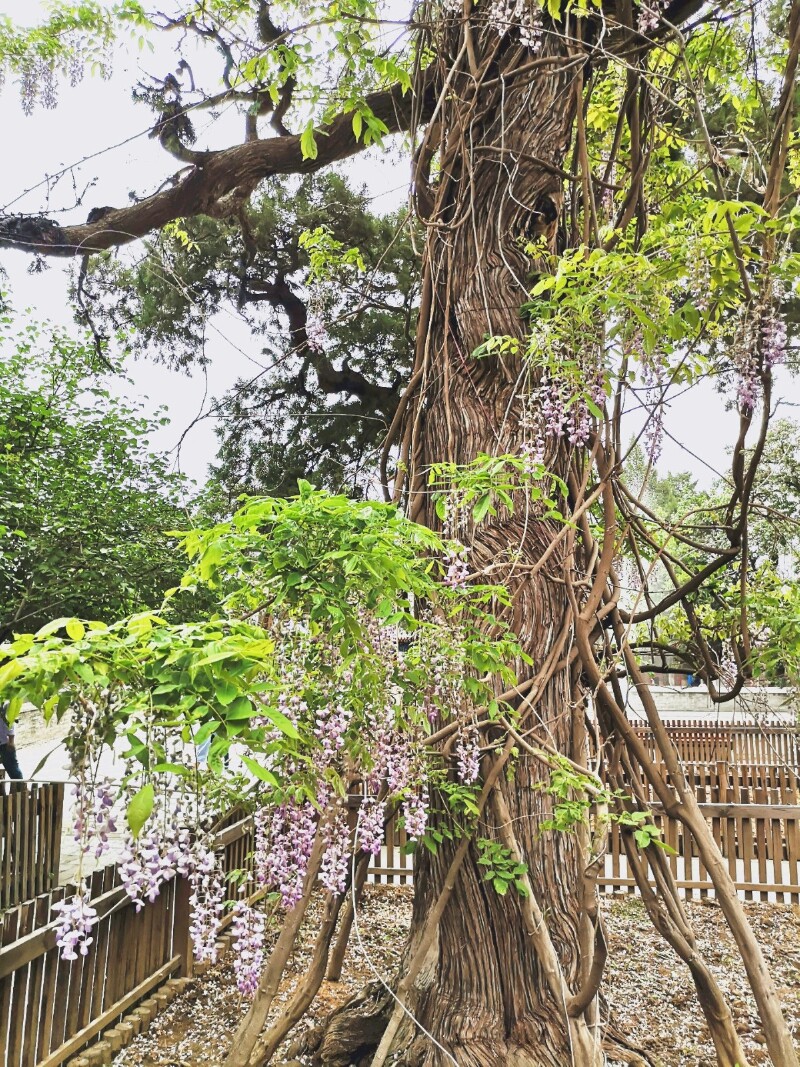 春末畅游大觉寺