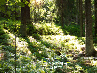 努克西奥国家公园