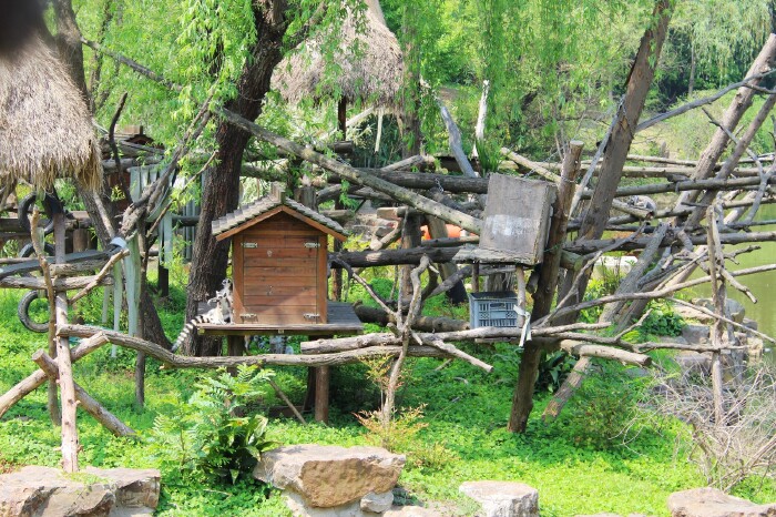 【途牛首发】#猎艳行动#南京也能看到考拉啦!红山动物园全景游