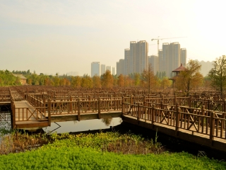 五缘湾湿地公园