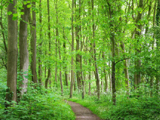 静之湖私属森林公园
