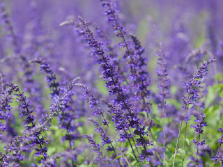 紫海香堤香草艺术庄园