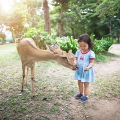 Cute little girl playing with a baby deer in the park