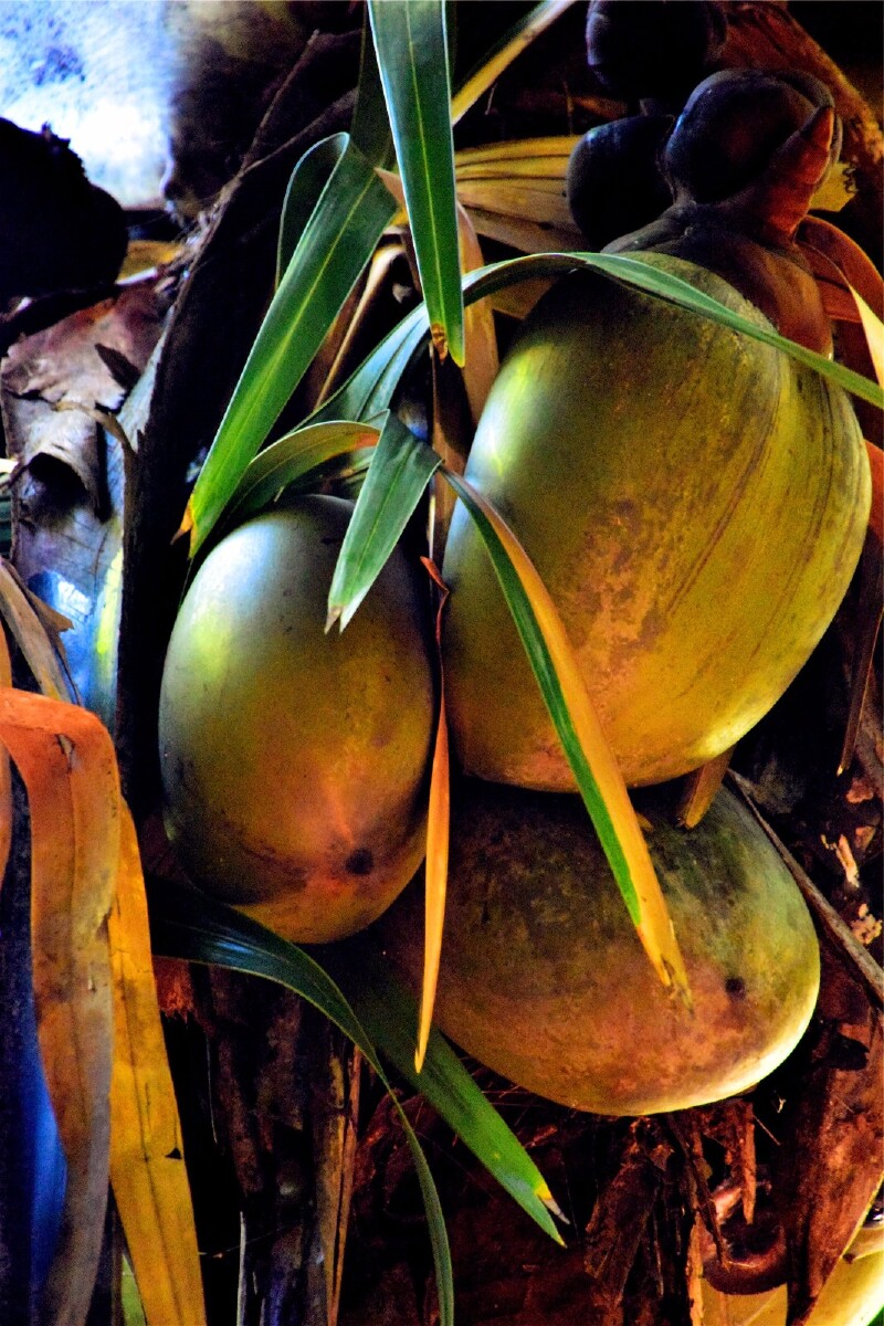 【首发】 #猎艳行动# 跳岛看世界最美海滩_塞舌尔群岛游记_途牛