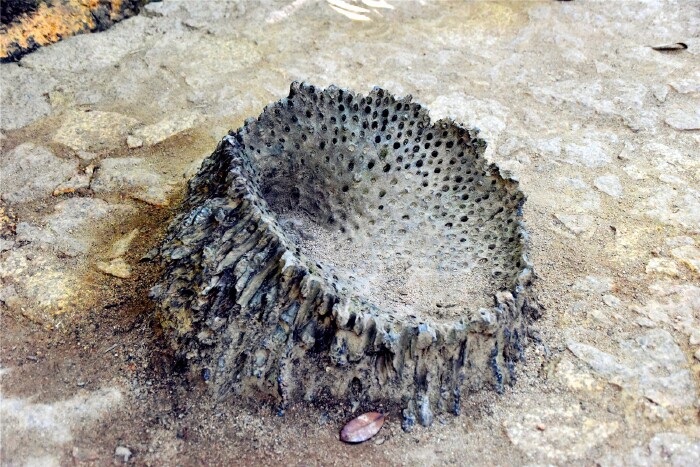 这是枯死的海椰子树根.