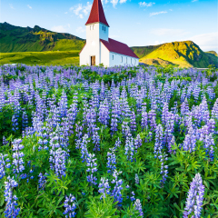 Vik church surrounded by blooming purple color lupin. Famous travel destination in Iceland. Icelandic summer.