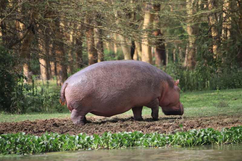 第一只上岸吃草的河马.第二只,第三只也上岸了.