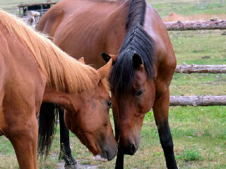 丽山音乐农场骑马区