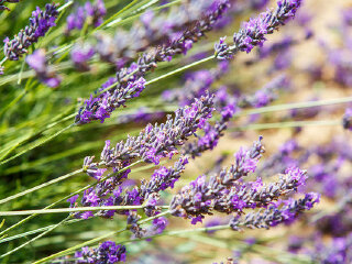 丽山音乐农场-水上音乐舞台