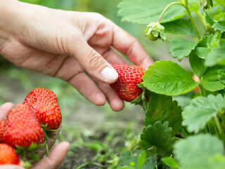 丽山音乐农场采摘区