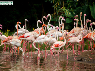 长隆野生动物世界