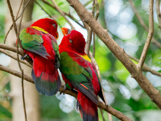 长隆野生动物世界