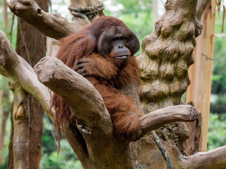 长隆野生动物世界