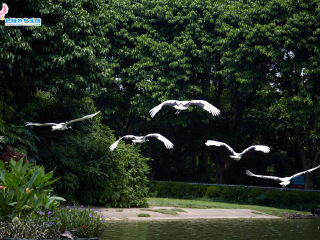 长隆飞鸟乐园