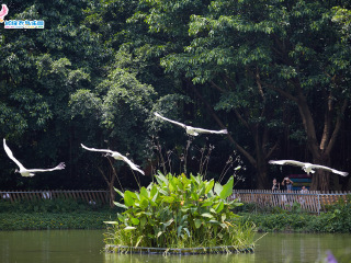 长隆飞鸟乐园
