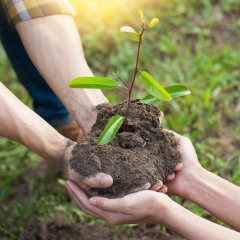 couple planting and watering a tree together on a summer day in park, volunteering, charity people and ecology Environment and ecology concept