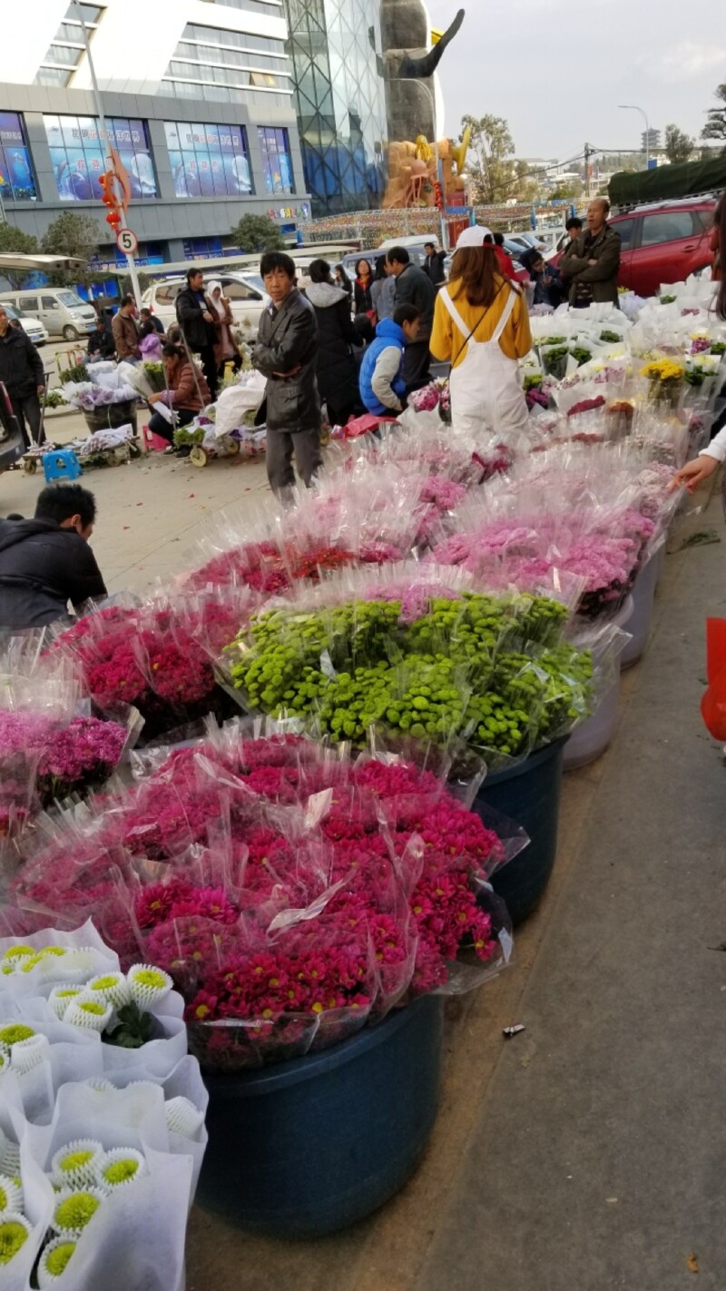 跟我走吧去大理丽江