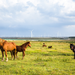 Huitengxile grassland image