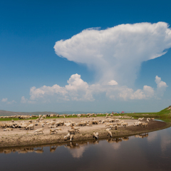 莫日格勒河畔的羊群