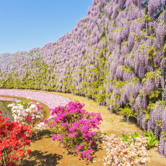 Wisteria Blooming at Ashikaga Flower Park, Tochigi Prefecture, Japan