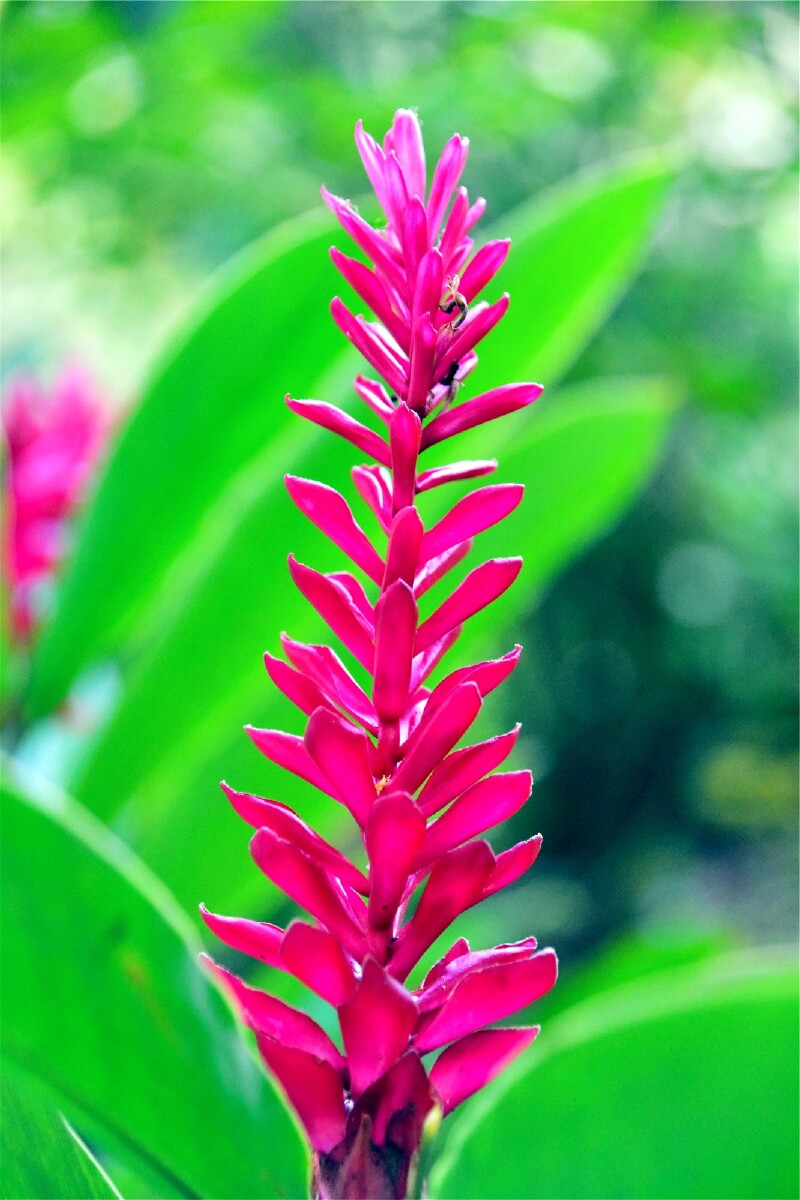 热带珍稀植物,光萼荷.