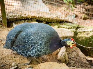 西双版纳野象谷