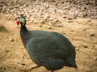 西双版纳野象谷