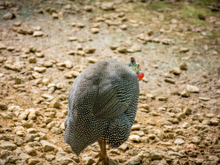 西双版纳野象谷
