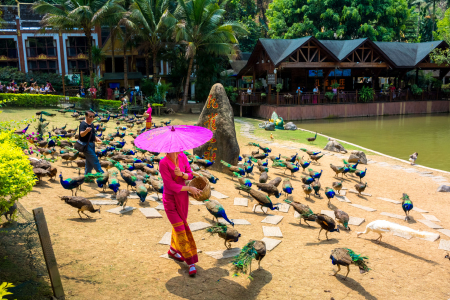 <西双版纳私家团4日游>探秘野象谷丨观孔雀放飞丨中科植物园科普丨遇见傣王后花园丨大佛寺泼水狂欢丨邂逅热带花卉园