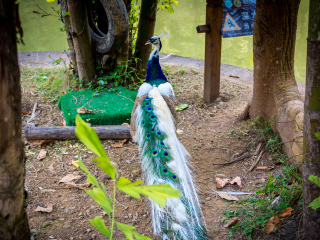 西双版纳原始森林公园