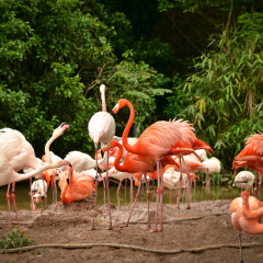 A flock of flamingos in the Shanghai Zoo