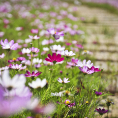 无锡灵山小镇拈花湾客栈