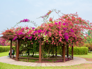 西双版纳热带植物园