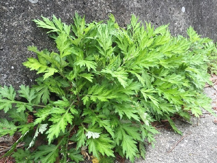 路边的艾草,老太太说的天妇罗就是用这个叶子.